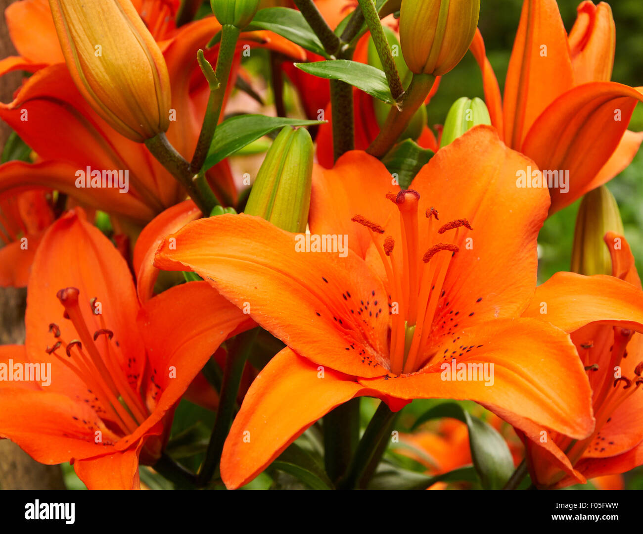 Leuchtend orange Lilie Blumen im Garten Stockfoto