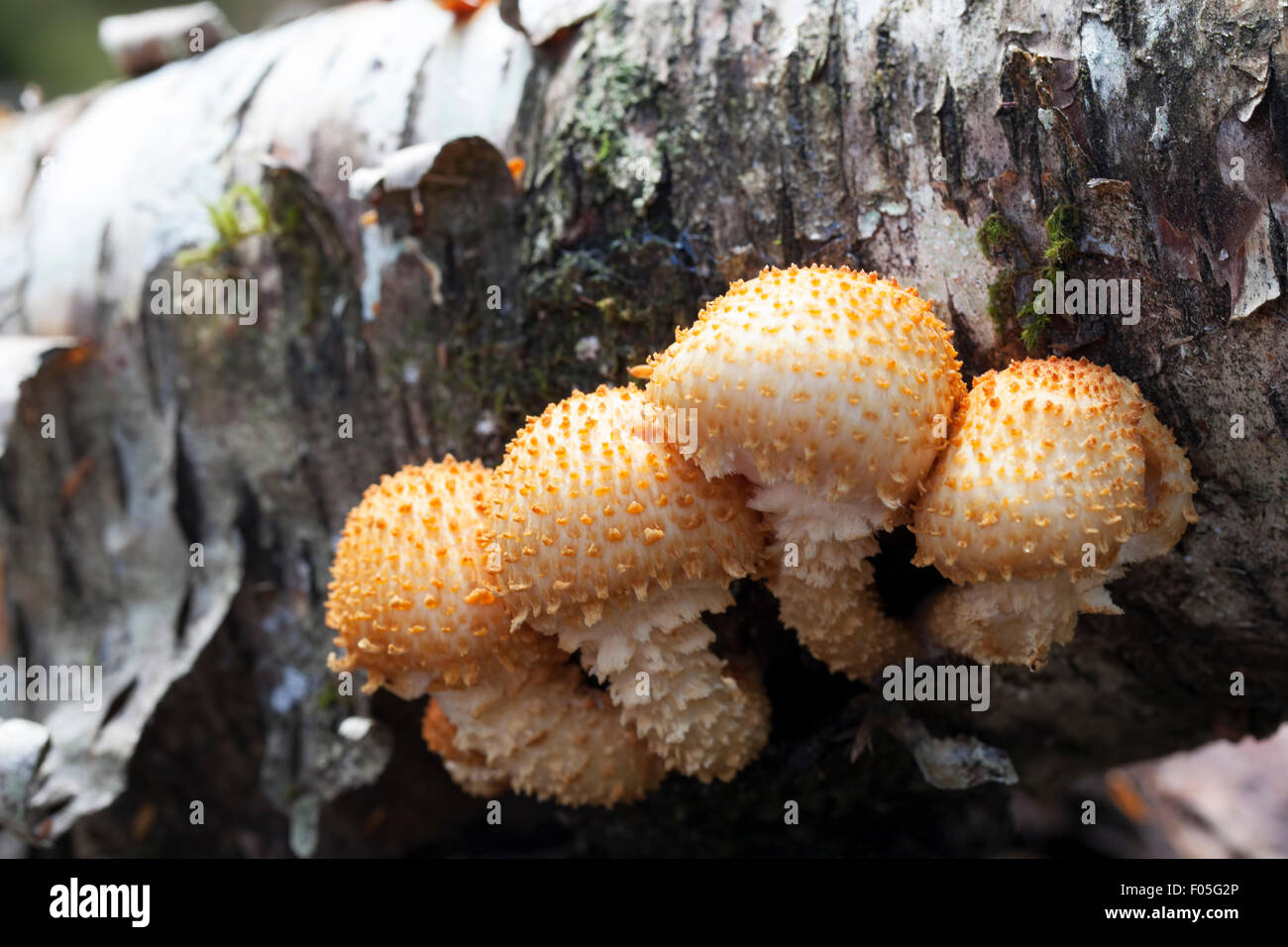 Gruppe von vier schuppige Pholiota Pilz auf einer Alaska Birke Log hautnah. Stockfoto