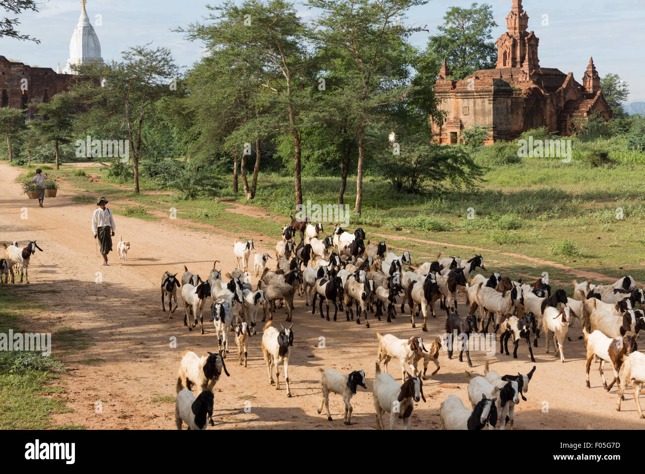 Ziegenhirt und Ziegen in Min Nan do Dorf von Bagan, Myanmar mit Tempel im Hintergrund Stockfoto