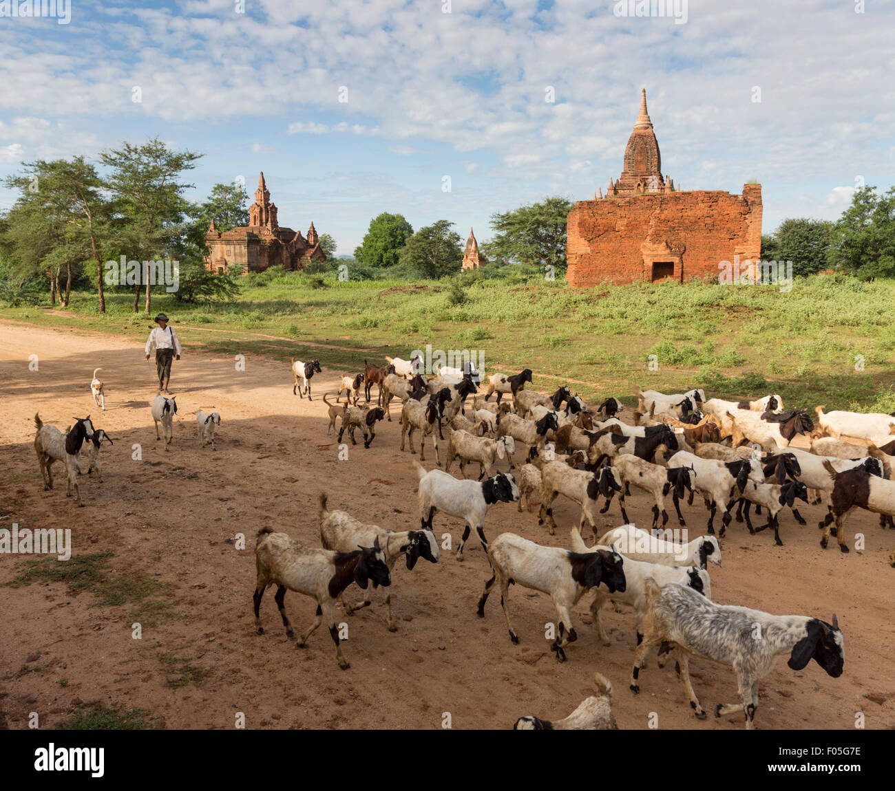 Ziegenhirt und Ziegen in Min Nan do Dorf von Bagan, Myanmar mit Tempel im Hintergrund Stockfoto