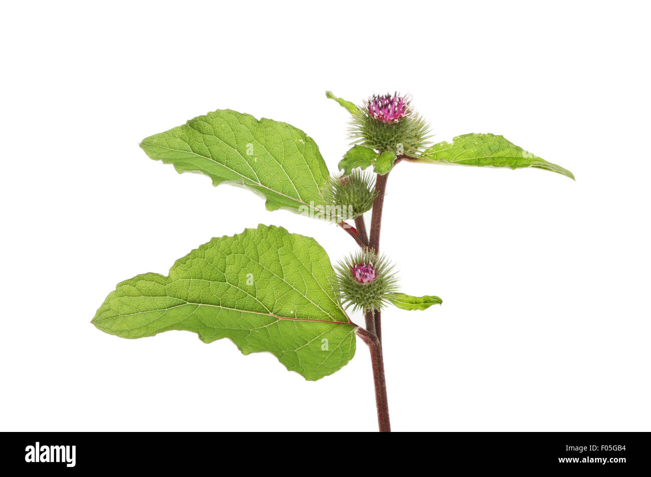 Die große Klette, Arctium Lappa, Blumen und Laub isoliert gegen weiß Stockfoto