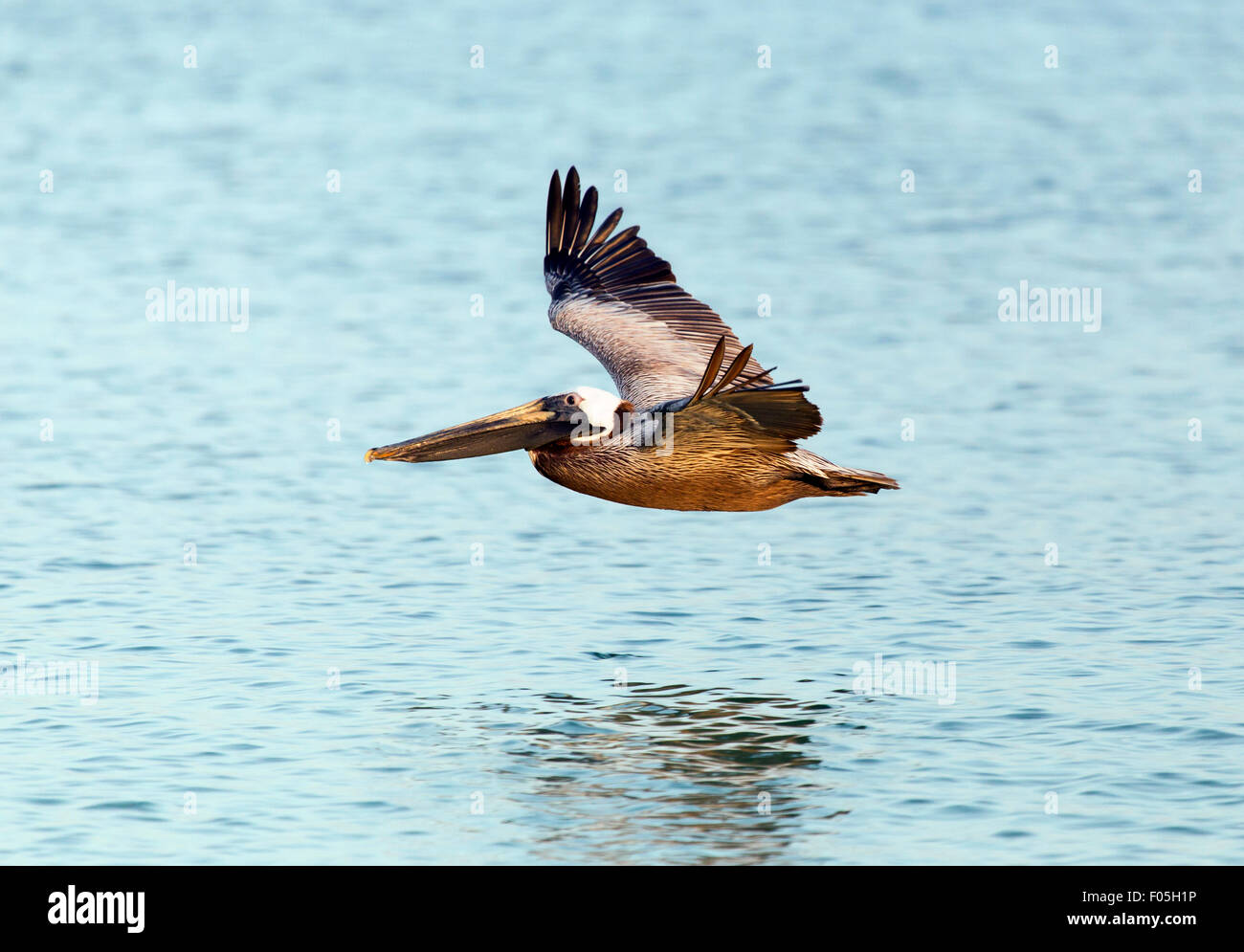 Pelikan im Flug Stockfoto