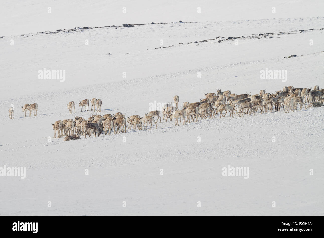 Wilde Rentiere (Rangifer Tarandus) Herde im Schnee. Dovrefjell-Sunndalsfjella-Nationalpark. Norwegen. Stockfoto