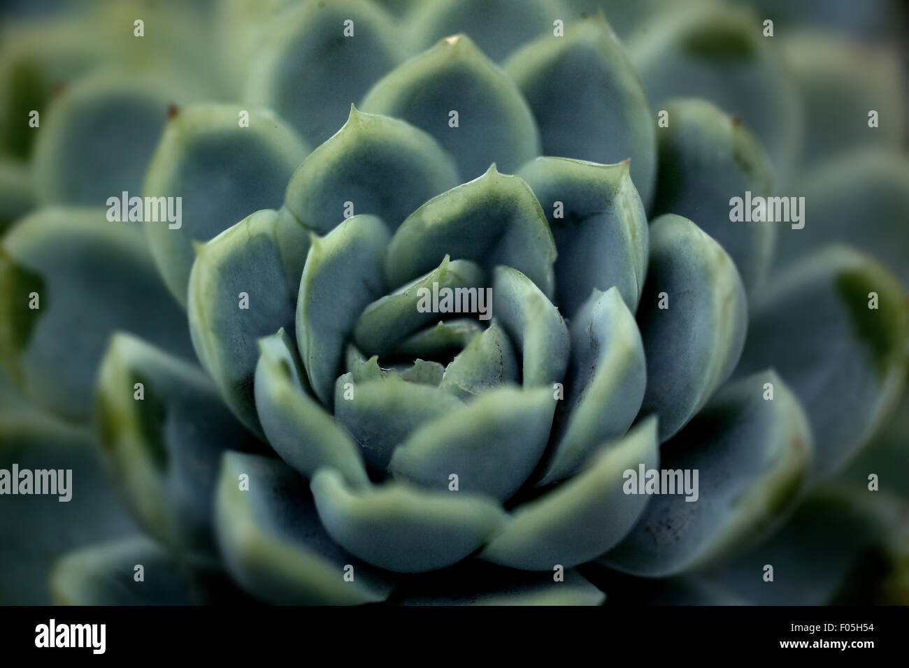 Symmetrical rosette Fotos und Bildmaterial in hoher Auflösung Alamy
