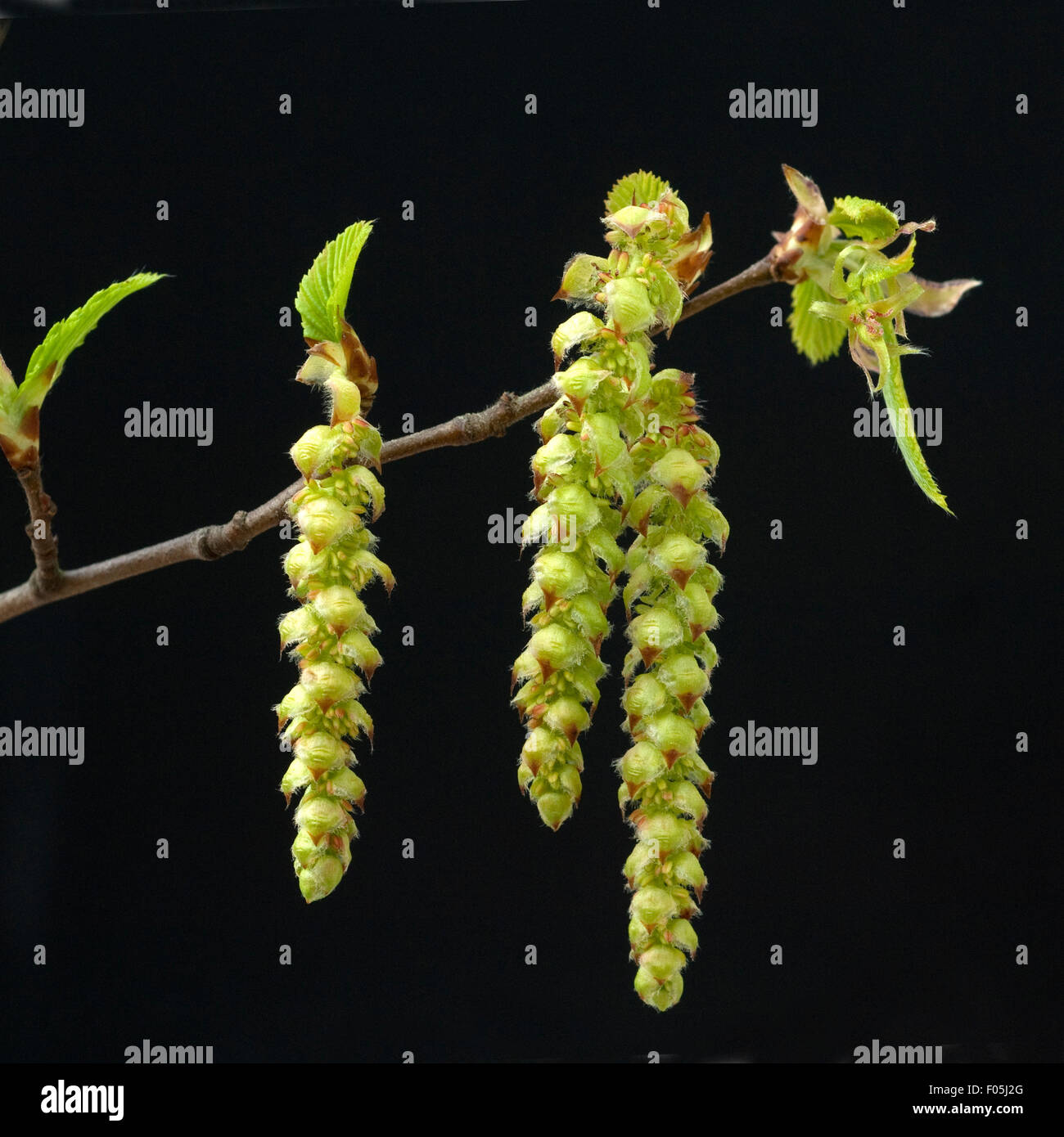 Carpinus betulus blüte Fotos und Bildmaterial in hoher Auflösung Alamy