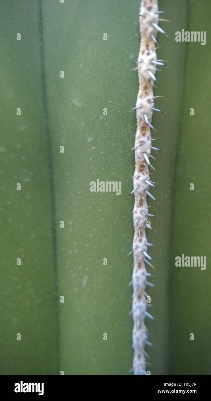 Kaktus Stockfoto