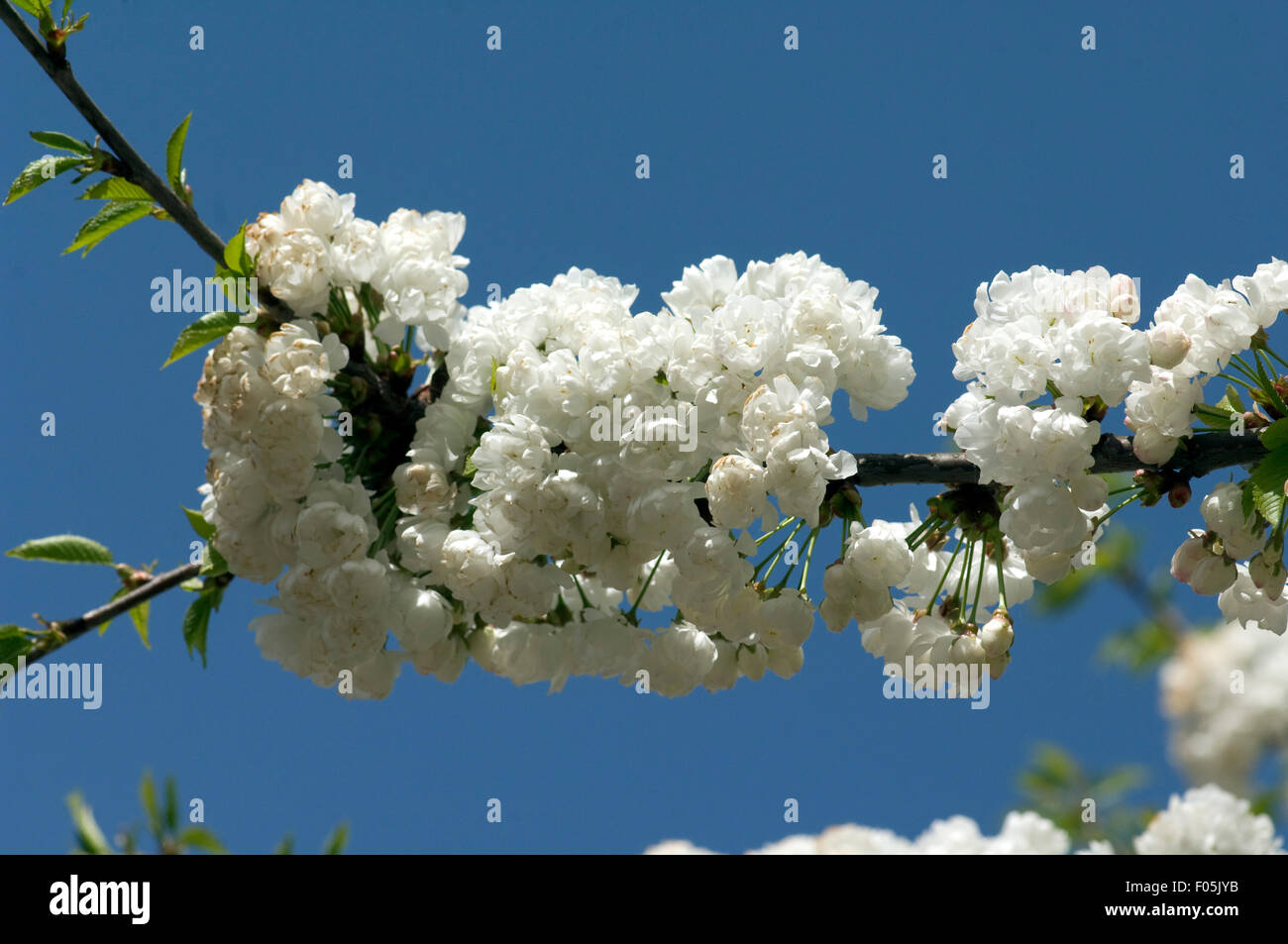 Japanischen Bluetenkirsche, Prunus Avium Plena, Stockfoto