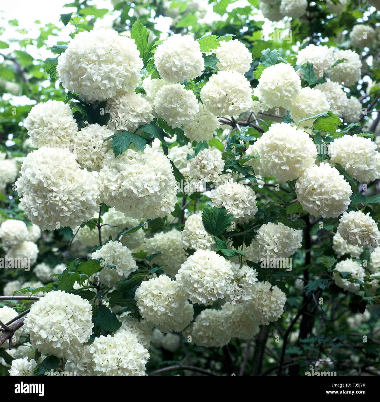 Gartenlandschaft Schneeball, Viburnum Stockfoto