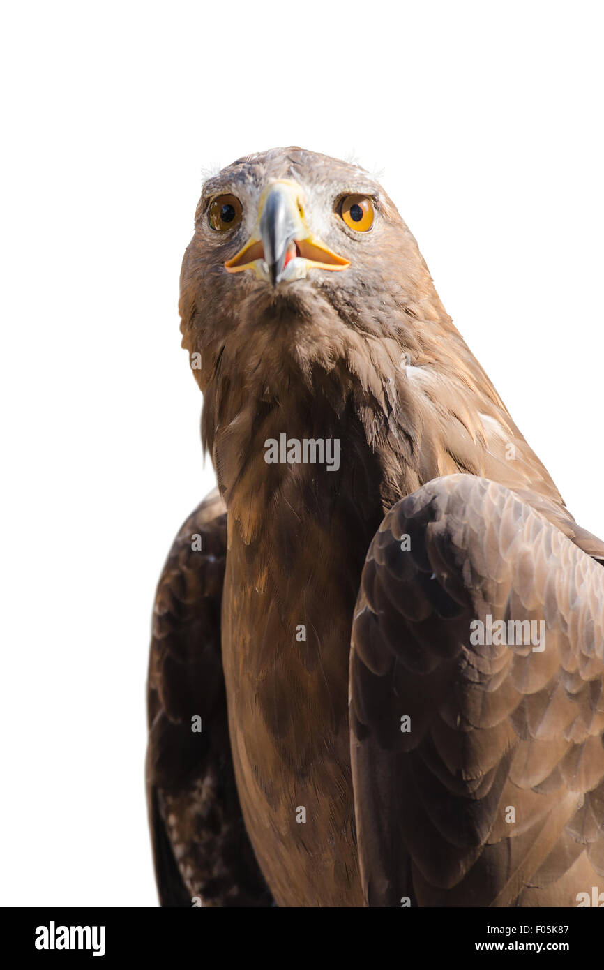 Porträt von wilden Steinadler Raubtier Vogel isoliert auf weißem Hintergrund Stockfoto