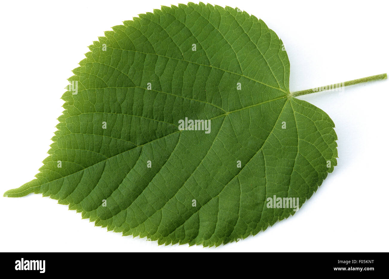 Sommerlinde, Lindenblatt, Tilia, Platyphyllos Stockfotografie Alamy