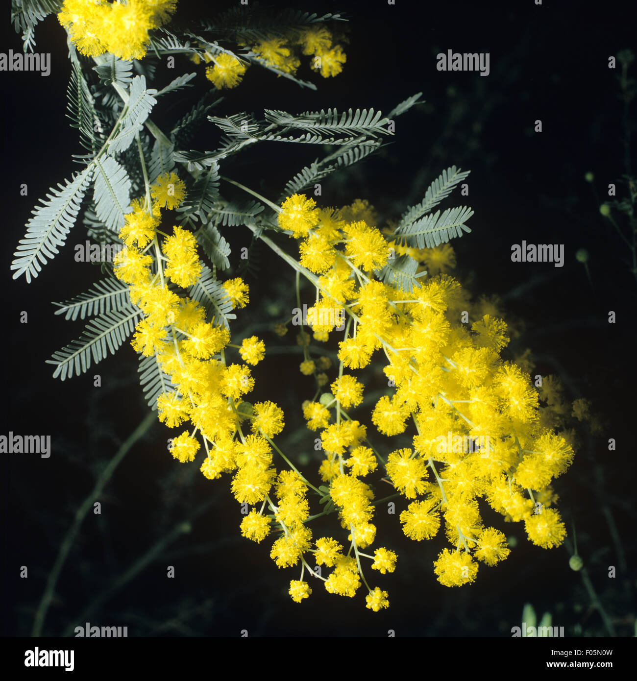 Mimose, Mimosen, Mimosa Pudica, Stockfoto