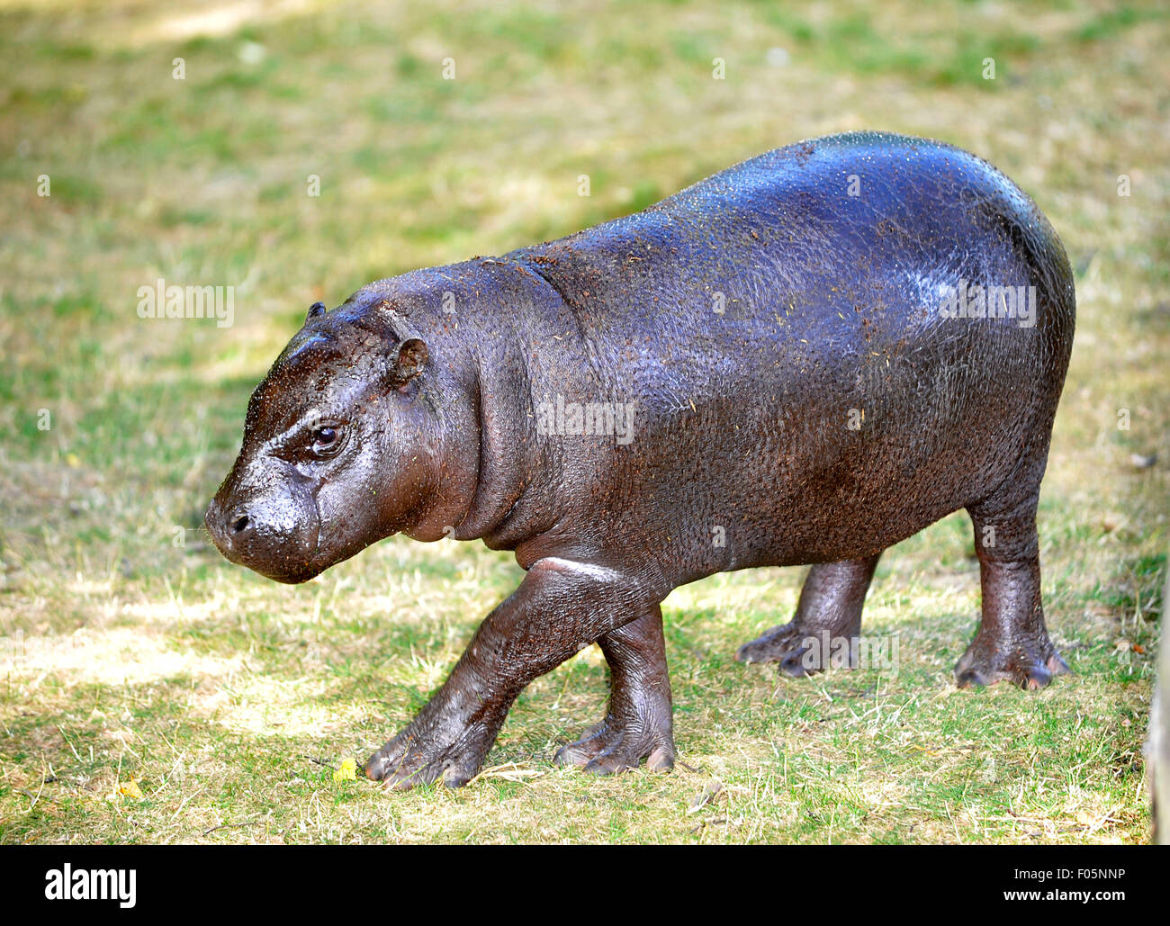 Baby Pygmäen Nilpferd im ZSL Whipsnade Zoo Stockfoto