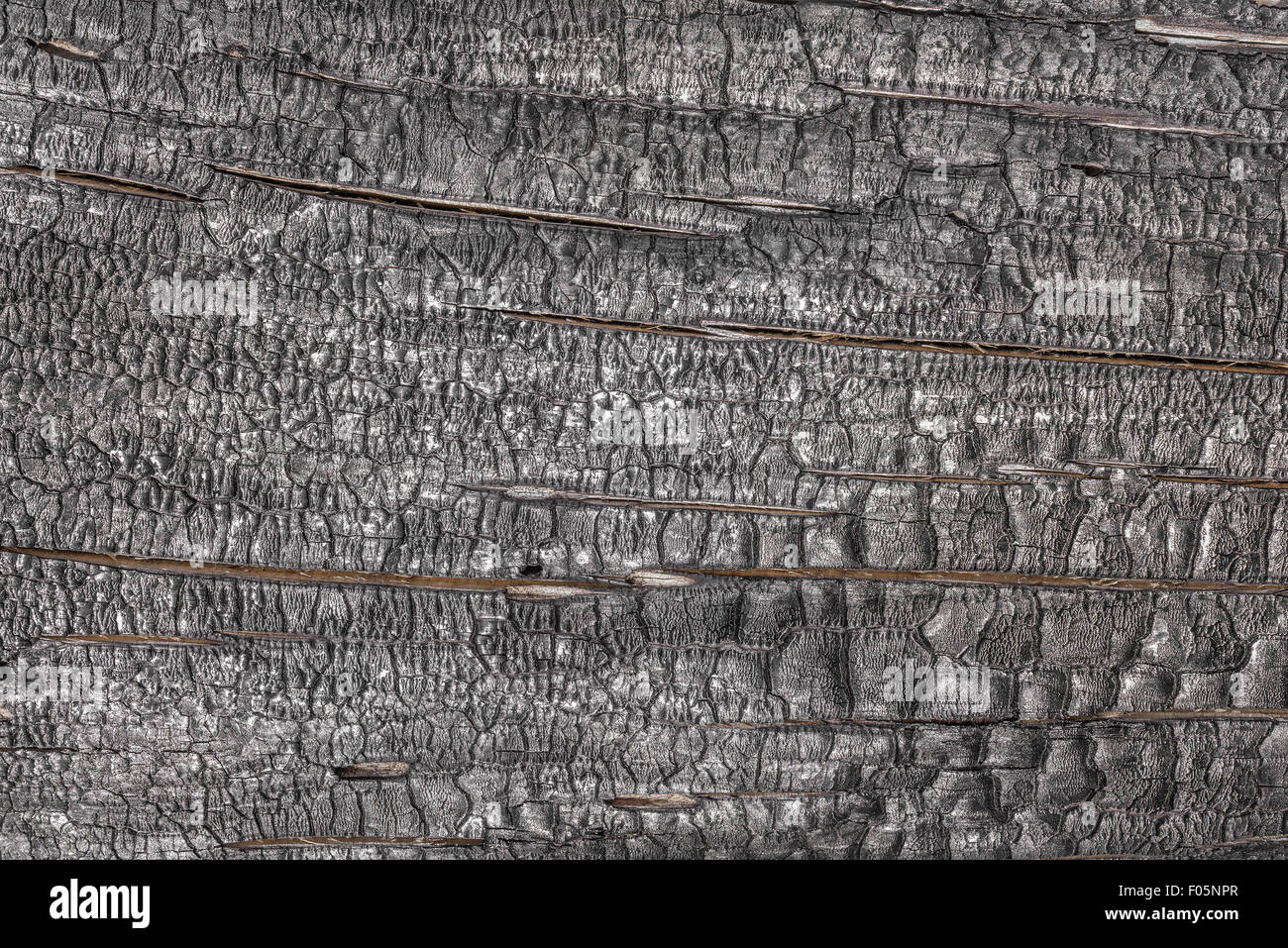 Blick auf die verbrannte schwarze Holzstruktur. Stockfoto