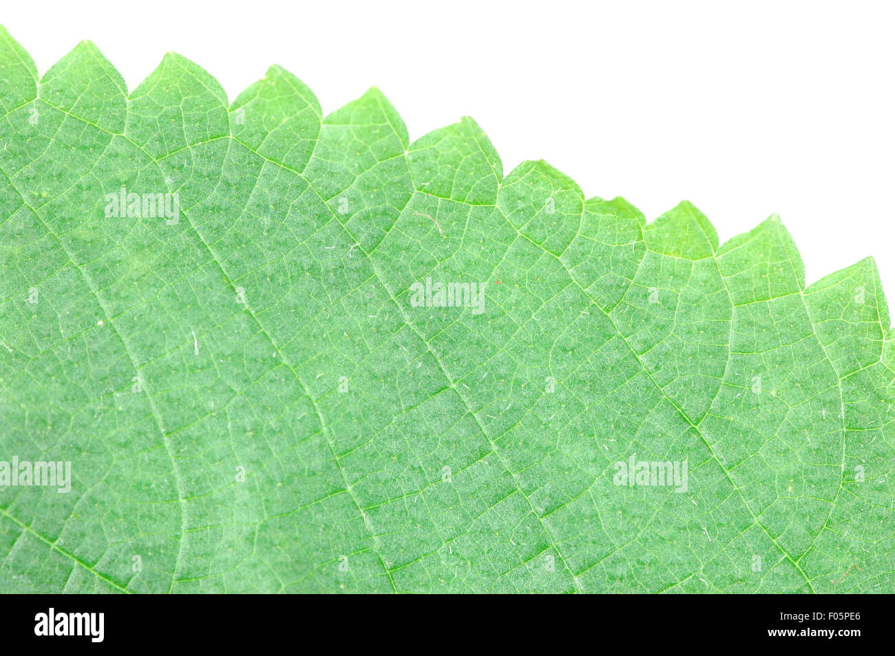 Makroaufnahme von einem grünen Blatt auf weiß Stockfoto