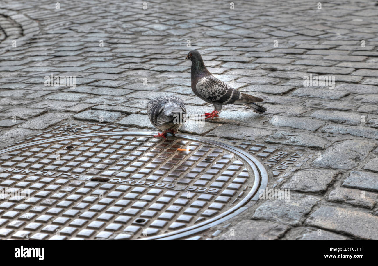 Tauben, die auf der Suche nach Nahrung auf einer Straße in der Nähe der grand Place in Brüssel Belgien Stockfoto