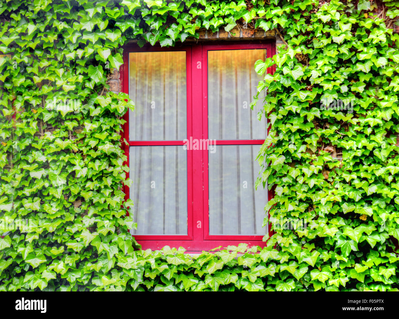 Aufnahme eines Fensters umgeben mit grünen Blättern einer Schlingpflanze Rebe Pflanze hautnah Stockfoto