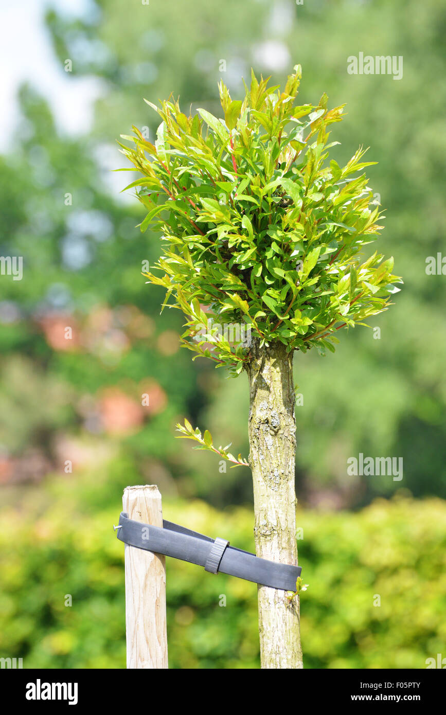 Junger Baum wächst mit einem Schutz gegen den wind Stockfoto