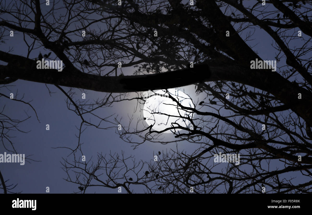 Echte hellen Vollmond hinter einige Äste Stockfoto