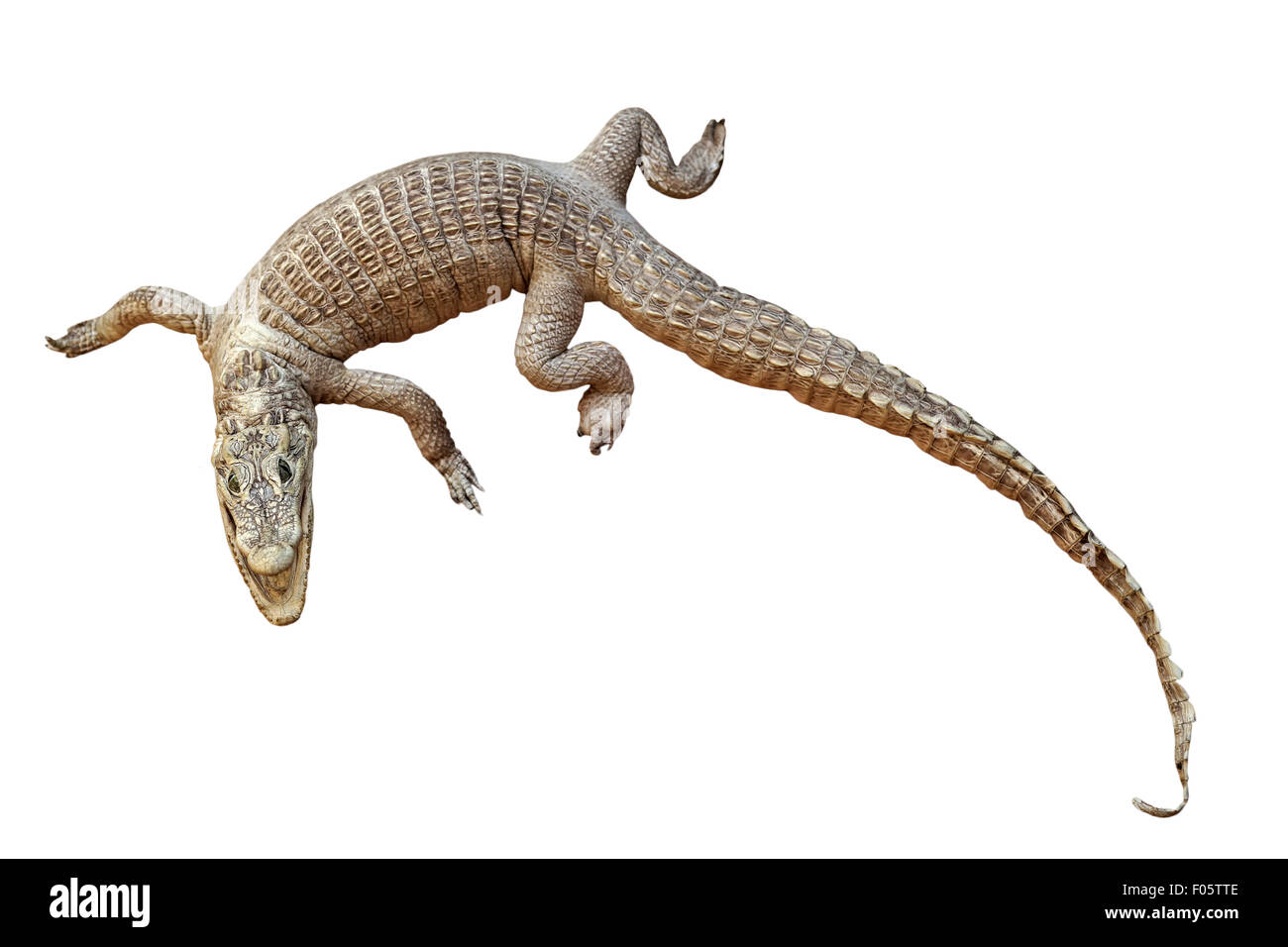 Krokodil isoliert auf weißem Hintergrund Stockfoto