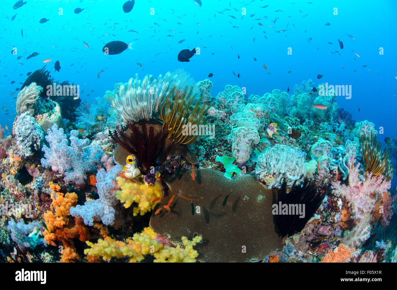 Weiche Korallen und tropischen Fischen, vier Könige, Misool Bereich, Raja Ampat, Indonesien, Pazifik Stockfoto