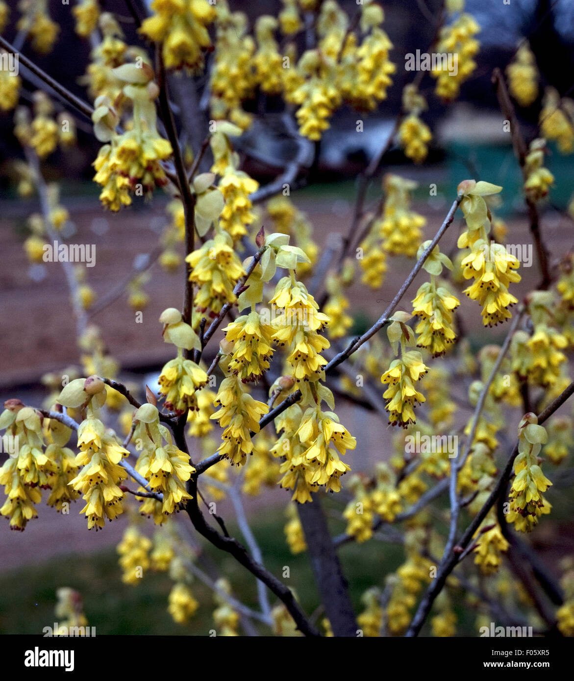 Scheinhasel, Corylopsis pauciflora Stockfoto