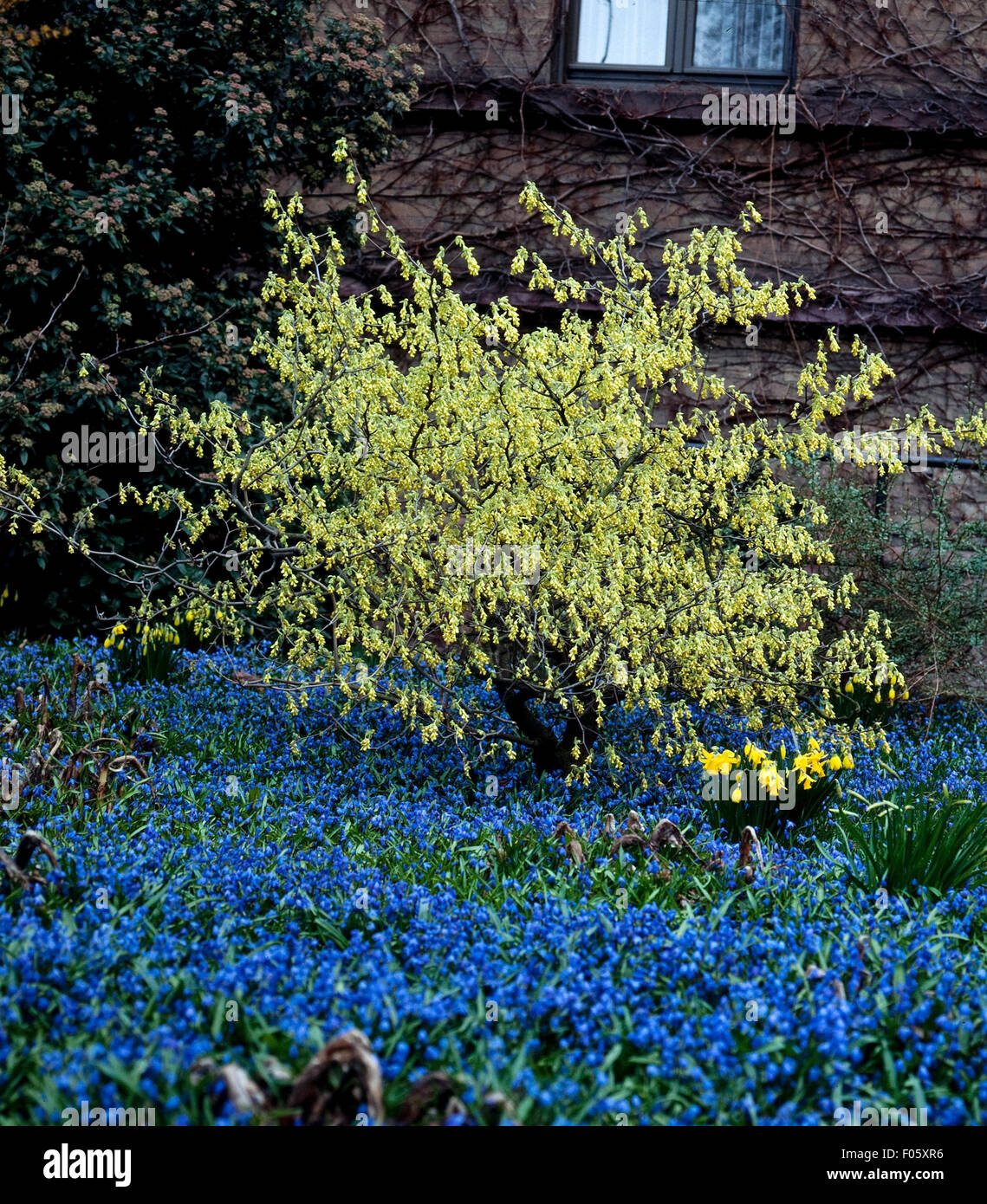 Scheinhasel, Corylopsis pauciflora Stockfoto