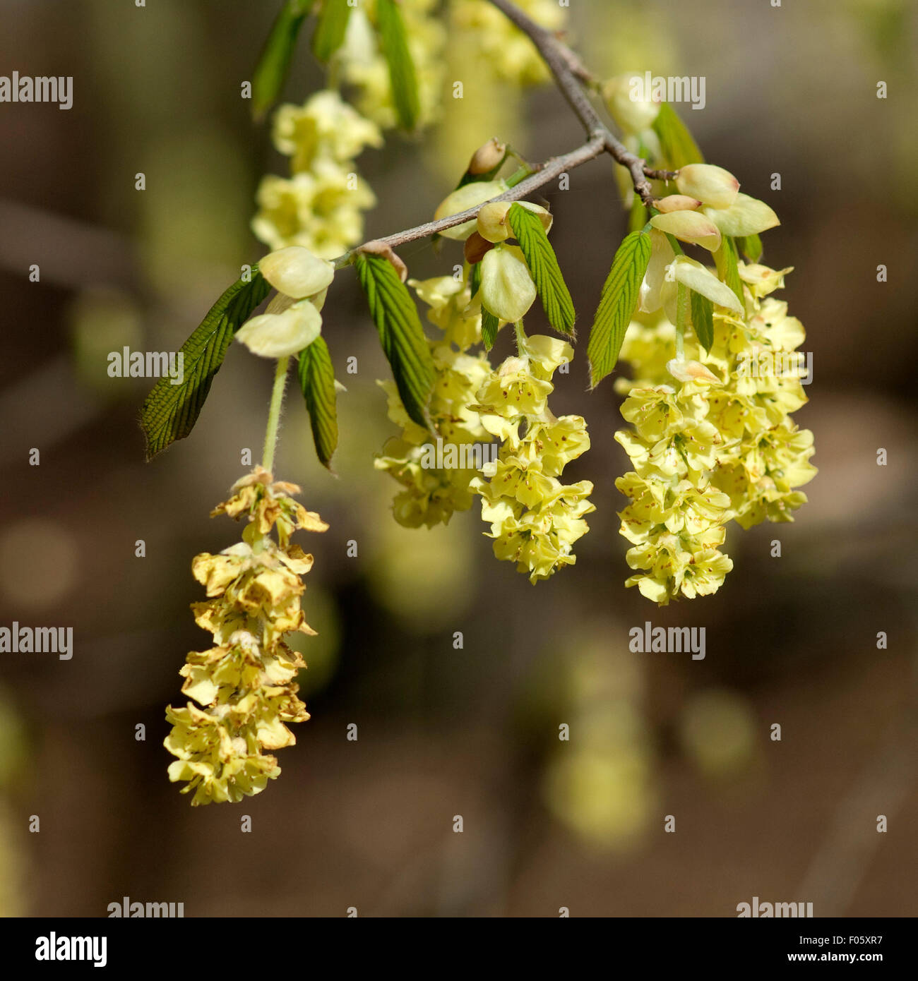 Scheinhasel; Corylopsis; Stockfoto