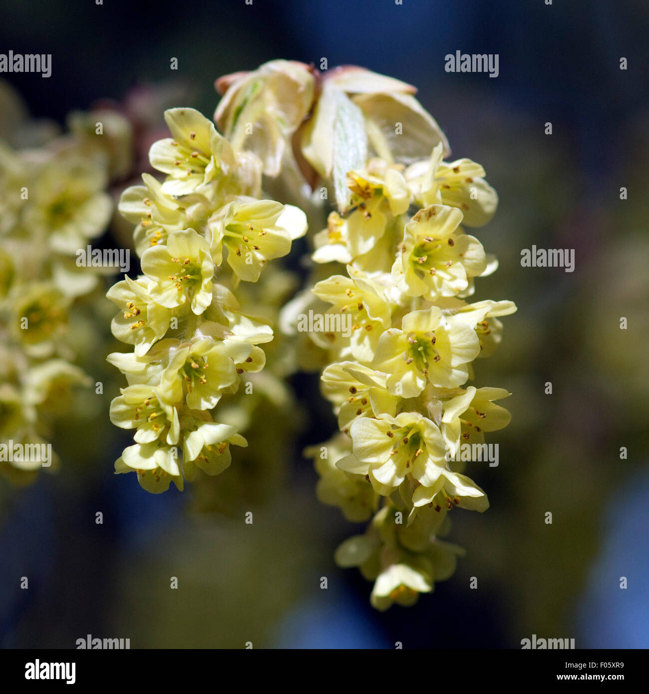 Scheinhasel; Corylopsis Sinensis; Stockfoto