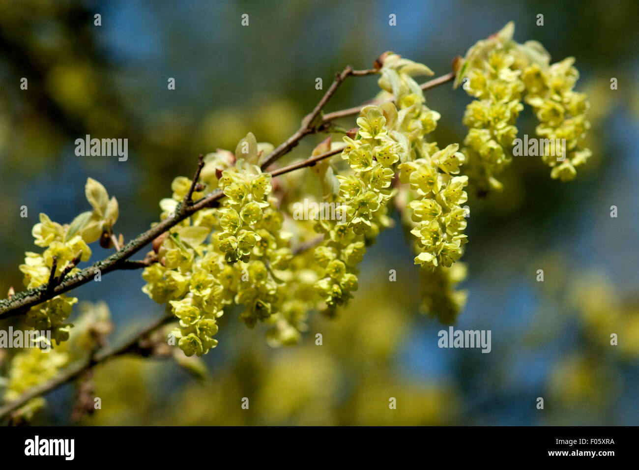 Scheinhasel; Corylopsis Sinensis; Stockfoto