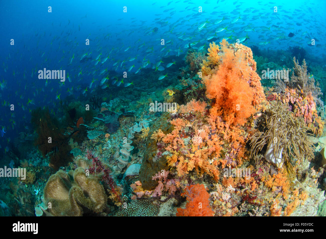 Gelben tailed Füsiliere, Caesio Cuning, Schwimmen über einem hellen orange weichen Korallen, Dendronephthya SP., Citrus Ridge, Gam Insel Stockfoto