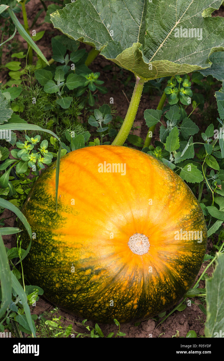 Orange und grün wachsende Kürbis in einem Garten Stockfoto