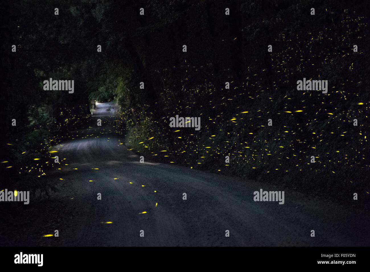Firefly Road Stockfoto