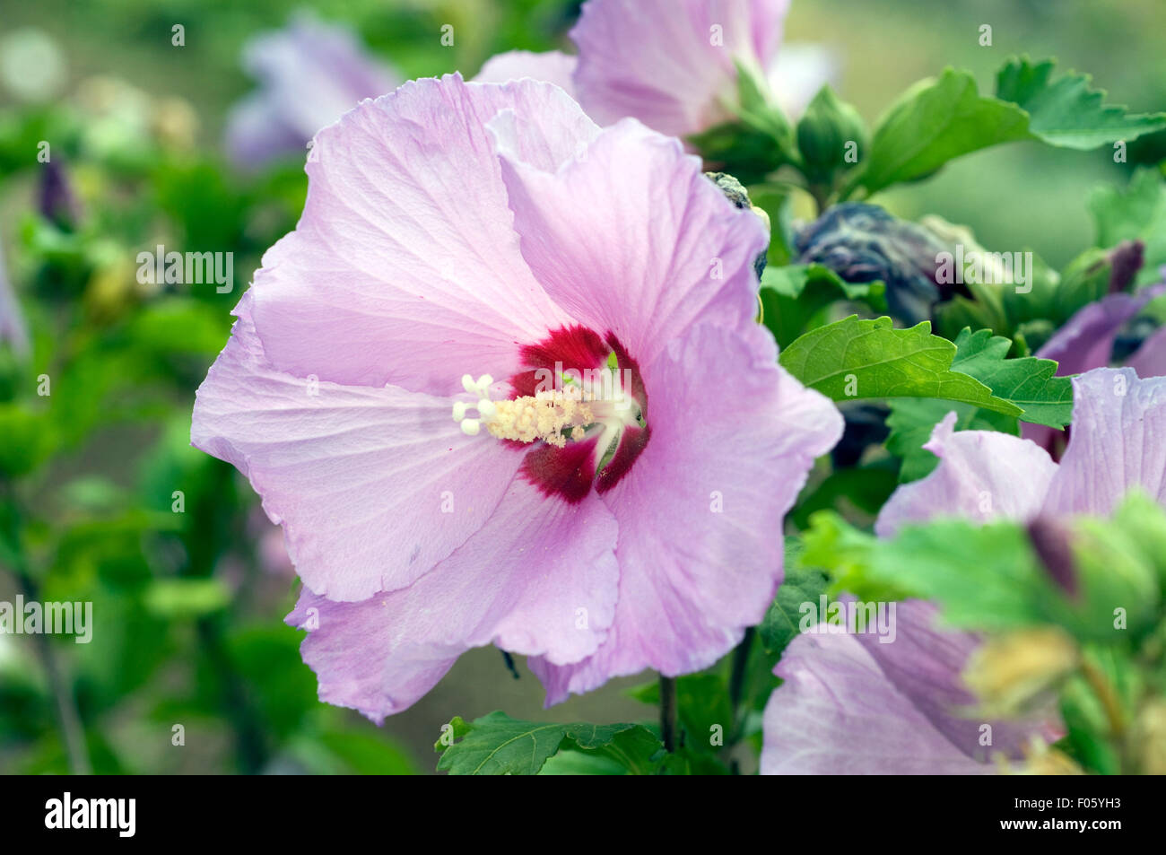 Straucheibisch Hibiscus Syriacus Stockfotografie Alamy