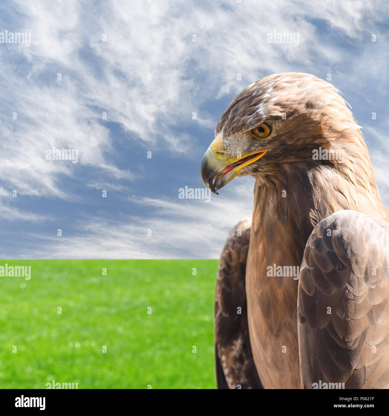 Close-up Vertikalprofil Porträt der Steinadler Bird Of Prey über Himmel und Grass natürlichen Hintergrund Stockfoto