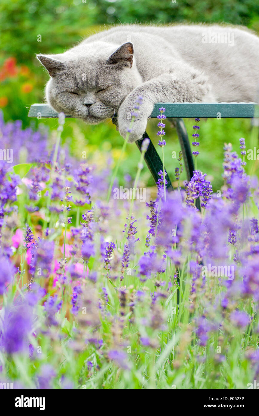 Weibliche Britisch Kurzhaar blau schläft unter Lavendel Stockfoto