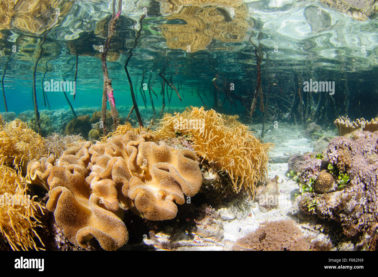 Flaches Riff Nachdenken über die Oberfläche in den Mangroven, Yangeffo, Gam Insel, Raja Ampat, Indonesien, Pazifik Stockfoto