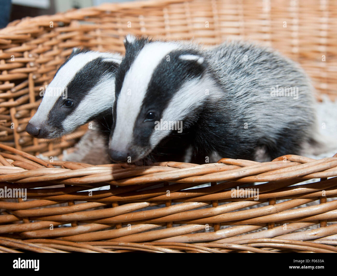 jungen Scampy, Fidget und Dopy fanden in einer Hecke, wenn sie gerade