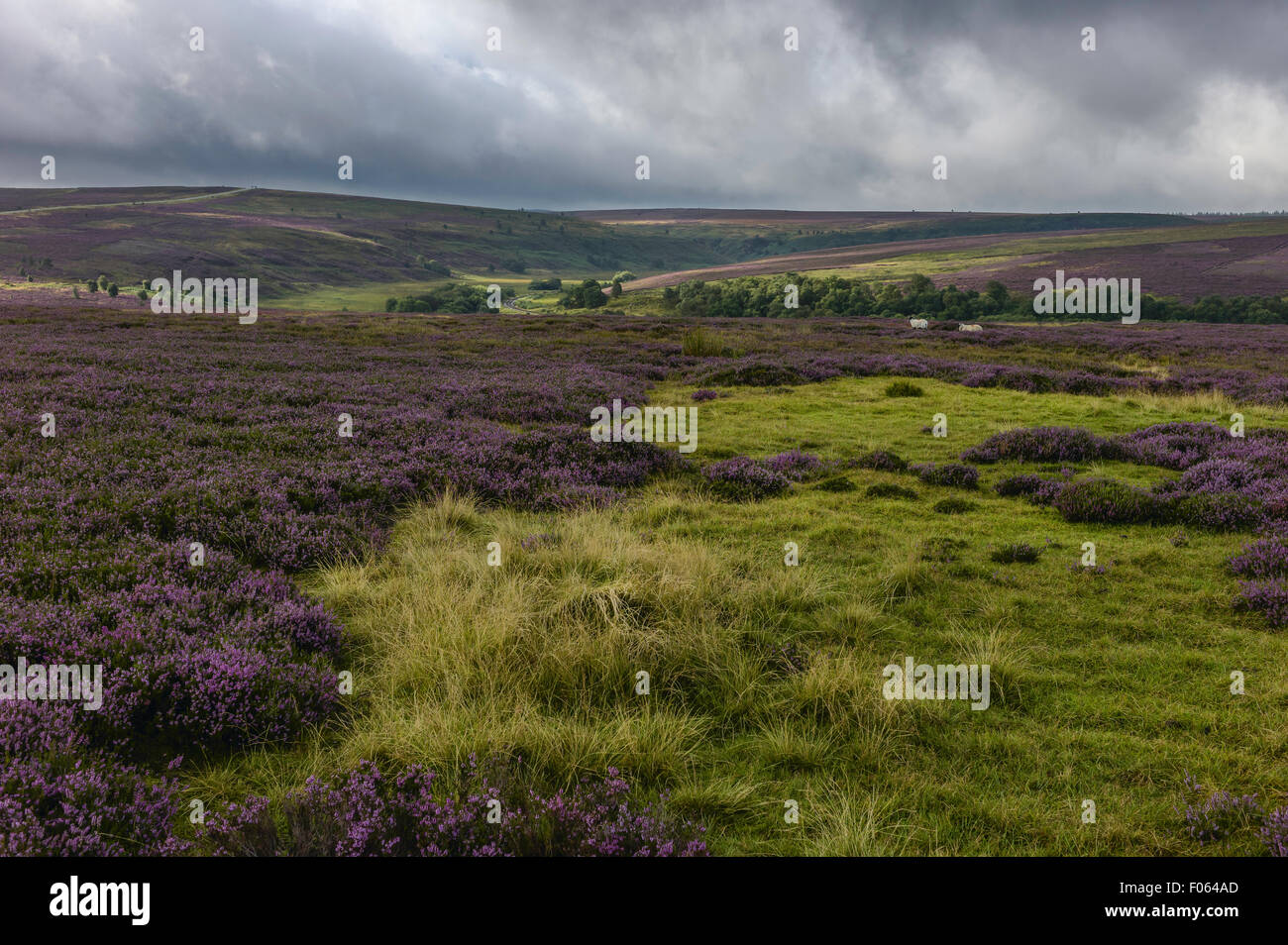 North Yorkshire Moors mit Heidekraut blühen mit Bäumen und Schafe mitten im Moor in der Nähe von Goathland, Yorkshire, Großbritannien. Stockfoto