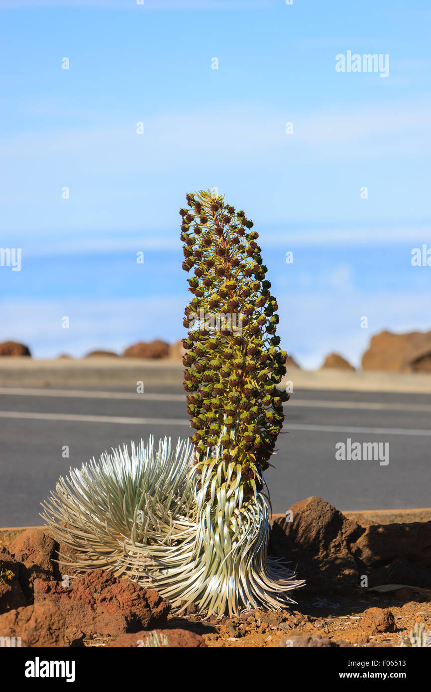 Argyroxiphium Sandwicense Subspecies Macrocephalum, den Haleakala-Silversword ist eine seltene Pflanze, Teil der Familie der Korbblütler Asteraceae. Stockfoto