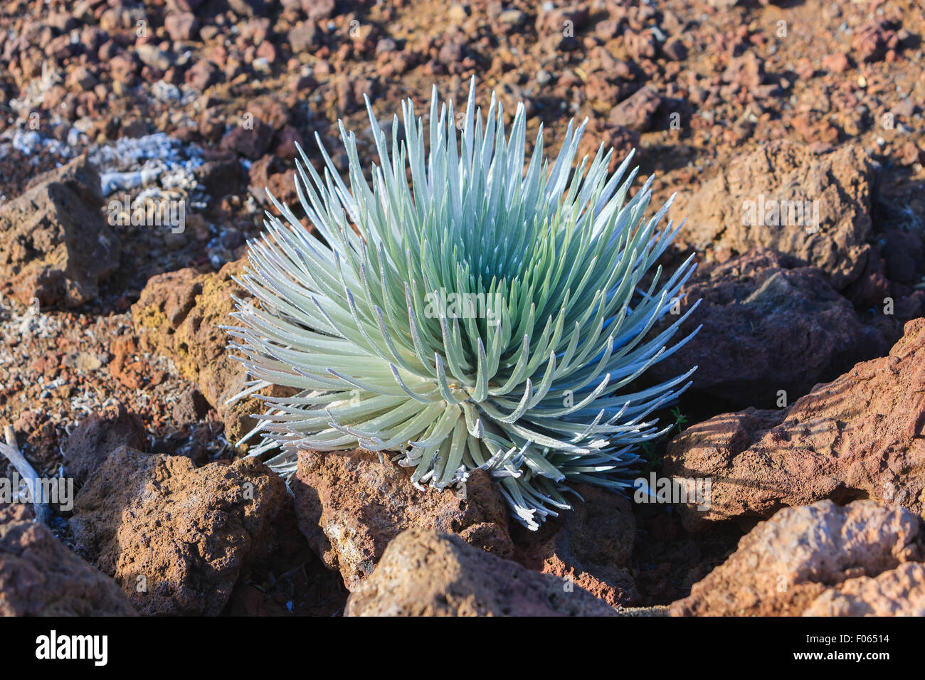 Argyroxiphium Sandwicense Subspecies Macrocephalum, den Haleakala-Silversword ist eine seltene Pflanze, Teil der Familie der Korbblütler Asteraceae. Stockfoto
