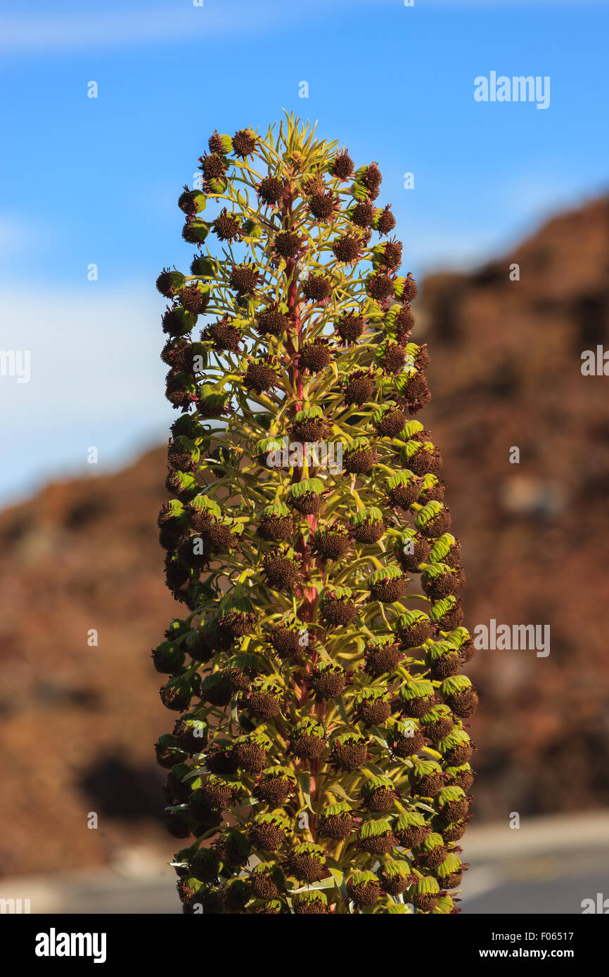 Argyroxiphium Sandwicense Subspecies Macrocephalum, den Haleakala-Silversword ist eine seltene Pflanze, Teil der Familie der Korbblütler Asteraceae. Stockfoto