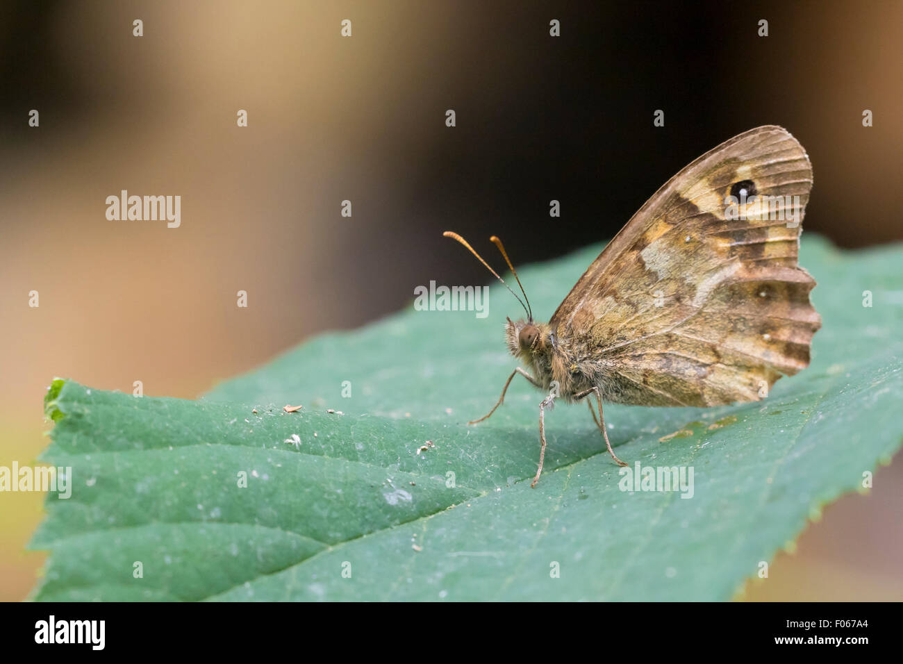 Nahaufnahme von einer Wiese Braun (Maniola Jurtina) Schmetterling ruht auf einem Blatt Stockfoto