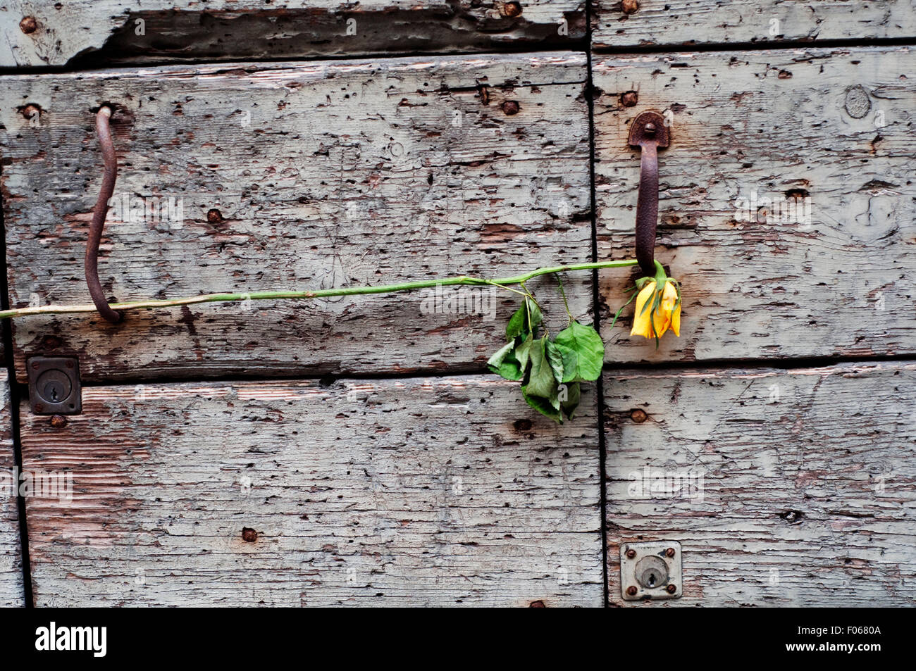 Klopfer und welke gelbe Rose Blume auf Holztür. Stockfoto