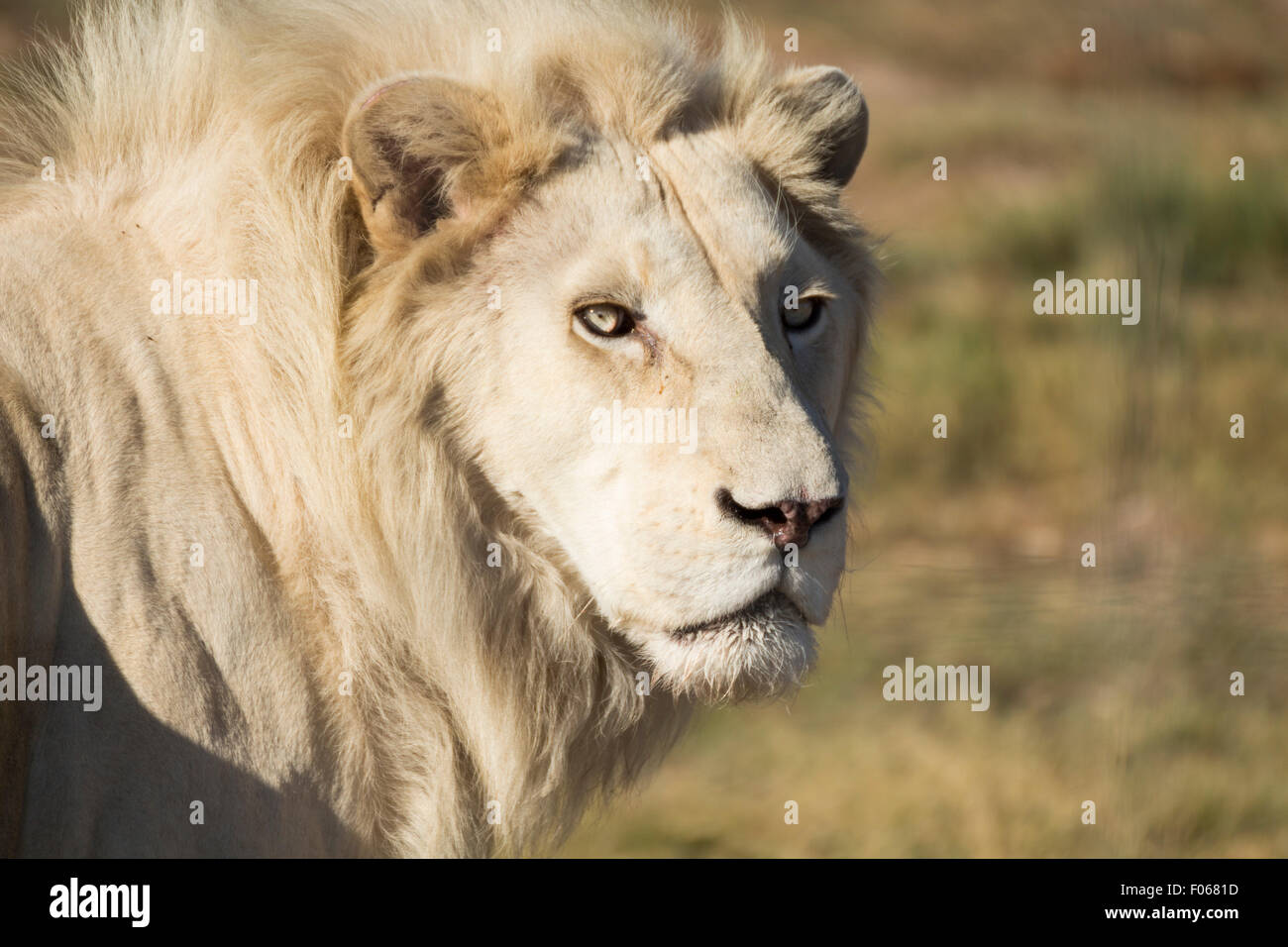 White Lion Stockfoto