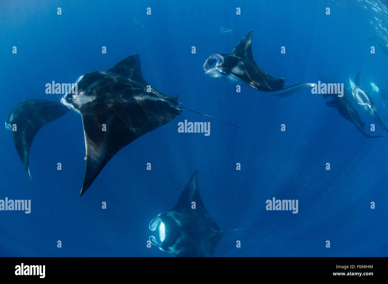 Mantarochen Manta alfredi, Fütterung in der Nähe der Oberfläche, Manta, sandigen, Dampier Strait, Raja Ampat, Indonesien, Pazifischer Ozean Stockfoto