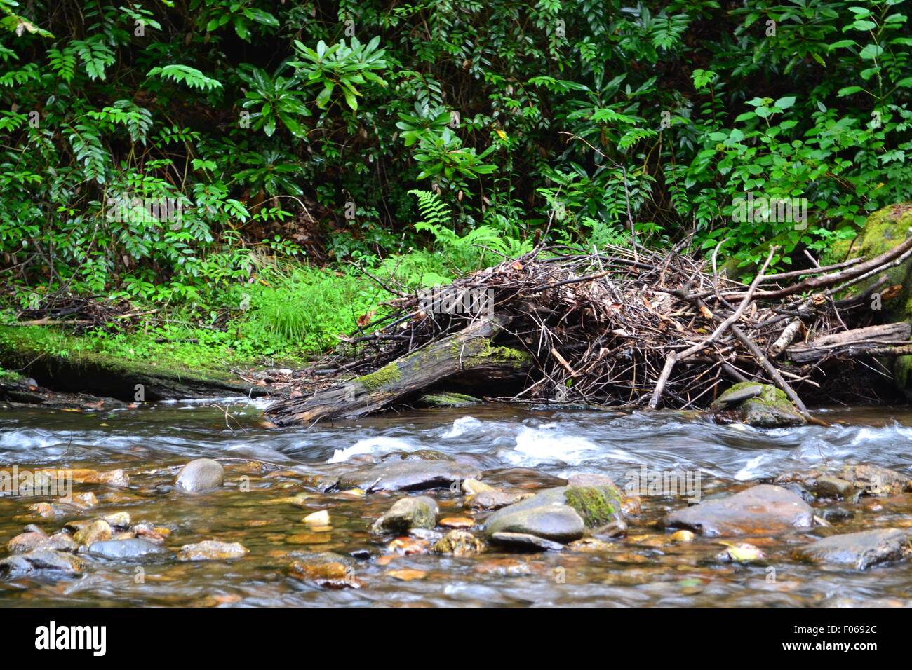 Beaver dam Flussseite Stockfoto