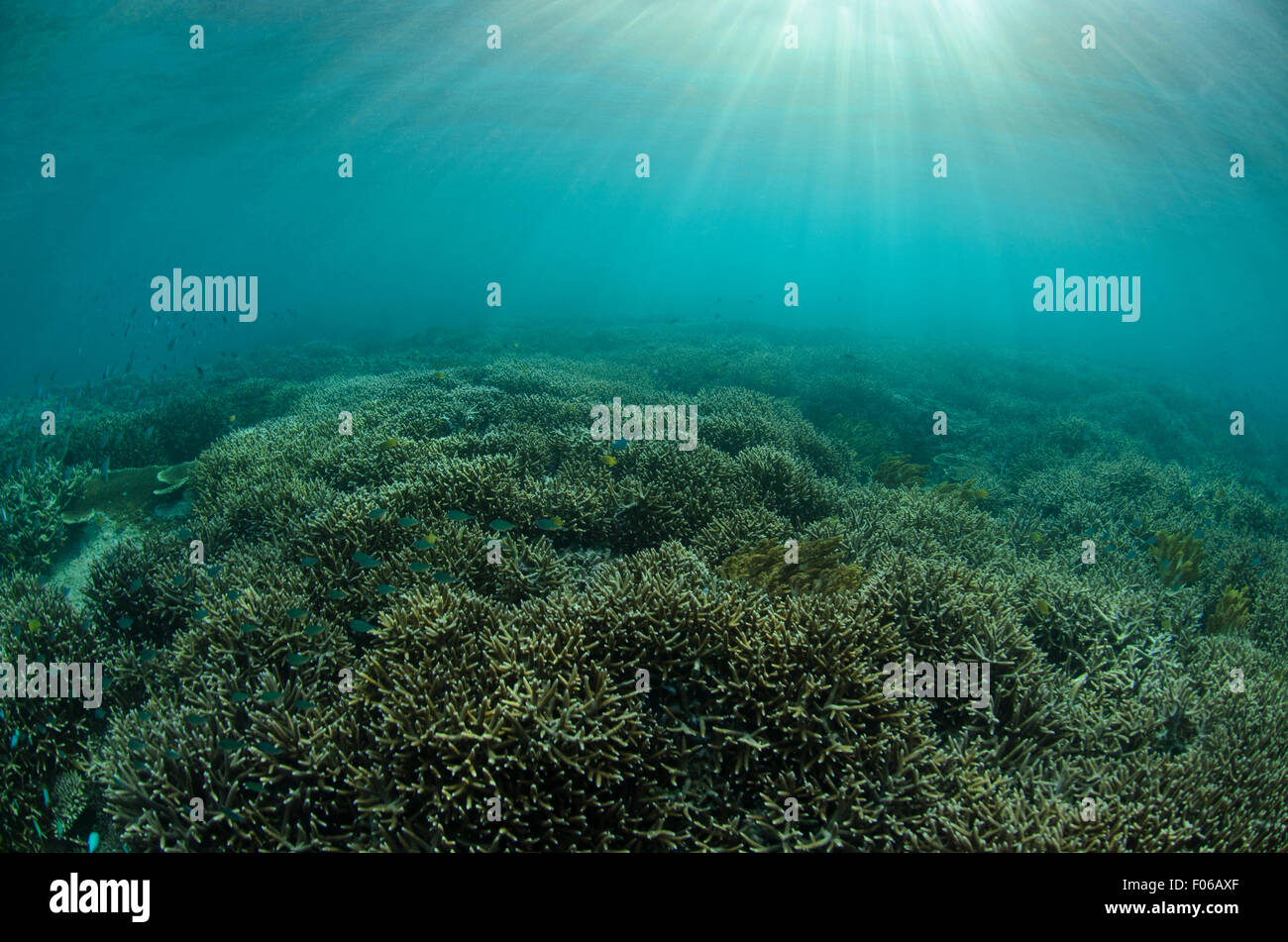 Sonnenstrahlen Filter über eine harte Korallengarten Acropora SP., Mommon, West-Papua Provinz, Indonesien, Pazifischer Ozean Stockfoto
