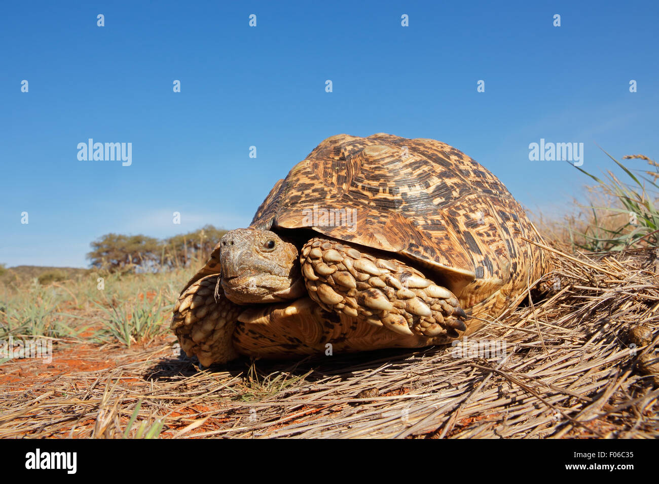 Leopard oder Mountain Tortoise (Stigmochelys Pardalis), Südafrika Stockfoto