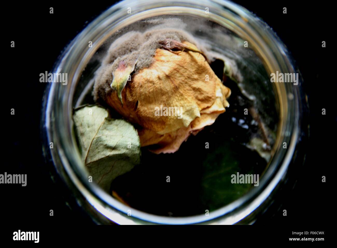 Rose in einer Vase mit Schimmel bedeckt Stockfoto