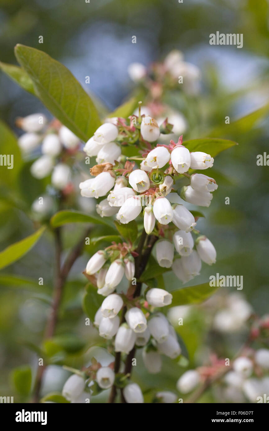 Vaccinium Corymbosum 'Ivanhoe'. Heidelbeer-Blumen im Frühjahr. Stockfoto